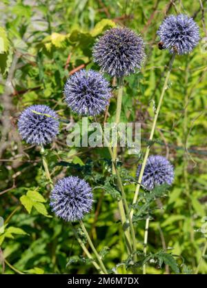 Echinops blüht im Sommer im Garten. Blaue kugelförmige Blütenköpfe von Kugeldisteln. Stockfoto