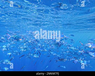 Gestreifter Fusilier Caesio striata, kleine Silberfische im Roten Meer, Marsa Alam, Ägypten Stockfoto