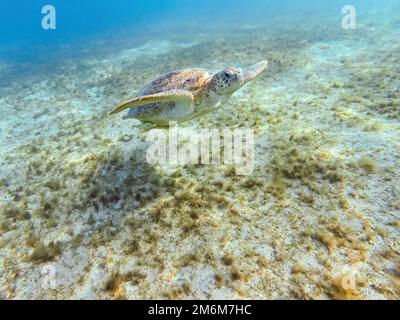 Erwachsene grüne Meeresschildkröte, Chelonia mydas, Schwimmen in Marsa Alam Ägypten Stockfoto