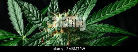 Cannabisblütenpanorama mit weißem und gelbem Stigma Stockfoto