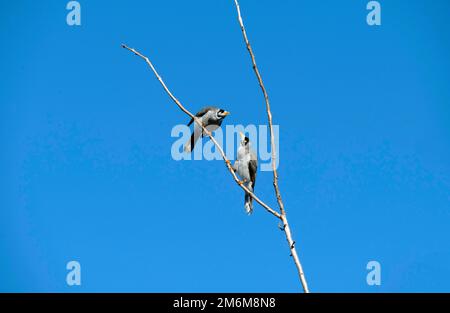 Australischer Noisy Miner (Manorina melanocephala) Stockfoto