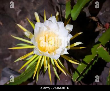 Die Blume, die Knospe der Drachenfrucht, der Kaktus der Drachenfrucht. Stockfoto