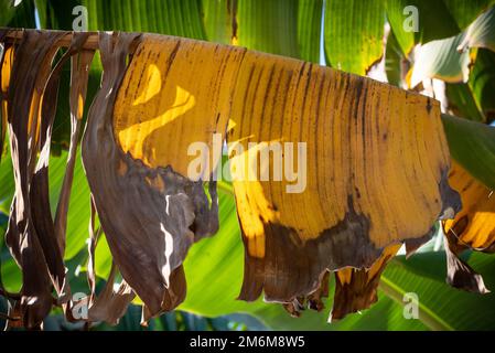 Die gelben toten Blätter einer Bananenpflanze, wasserintensive Pflanzen, die auf Plantagen entlang des Nils in Ägypten wachsen, leiden unter dem Klimawandel A. Stockfoto