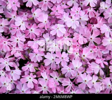 Die wunderschönen rosa Blumen des Kissens Phlox. Stockfoto