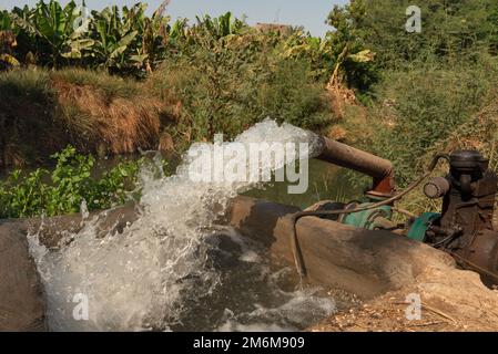 Wasser wird aus dem Nil in Bewässerungskanäle gepumpt, um wasserintensive Pflanzen von Bananen zu versorgen, die auf Plantagen in Oberägypten angebaut werden. Stockfoto