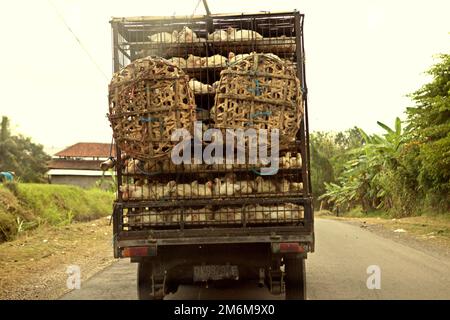 Masthähnchen werden mit einem LKW transportiert, der auf einer Straße zu den Touristenattraktionen des Tanah Lot Tempels und des Strandes in Tabanan, Bali, Indonesien, fährt. Stockfoto