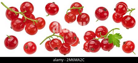 Rote Johannisbeere isoliert auf weißem Hintergrund Stockfoto