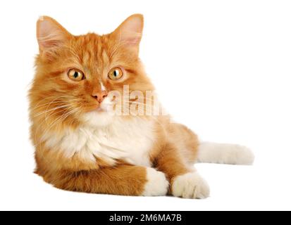 Ingwer-Katze Stockfoto