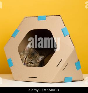 Eine Erwachsene, gerade-ohrige schottische Katze sitzt in einem braunen Papphaus für Spiele und Erholung auf einem gelben Hintergrund Stockfoto