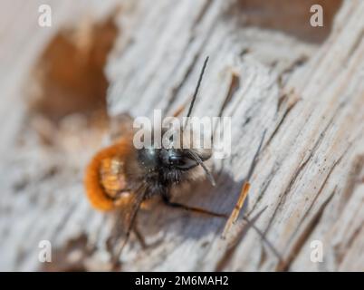 Horn-Maurer-Biene „Osmia cornuta“ Stockfoto