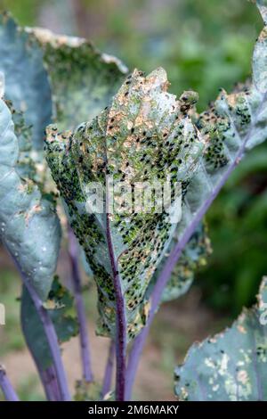 Käfer von Kohlfloh (Phyllotreta cruciferae) oder Käfer von Kruziferfloh. Beschädigte Blätter von violettem Kohlrabi (deutscher oder Cabbage Turni Stockfoto