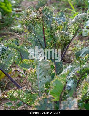 Käfer von Kohlfloh (Phyllotreta cruciferae) oder Käfer von Kruziferfloh. Beschädigte Blätter von violettem Kohlrabi (deutscher oder Cabbage Turni Stockfoto