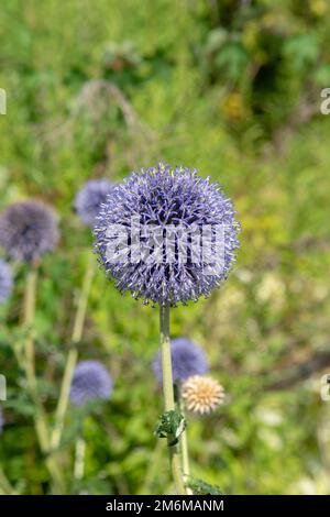 Echinops blüht im Sommer im Garten. Blaue kugelförmige Blütenköpfe von Kugeldisteln. Stockfoto