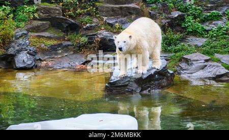 Eisbär sitzt auf Stein und blickt vor den Wasserpool des Besuchers Stockfoto