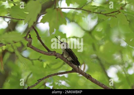 Weiblicher Kolibri (Calypte Costae) singt Stockfoto