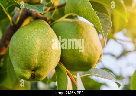 Ein Haufen grüne, reife Birnen auf einem Ast Stockfoto
