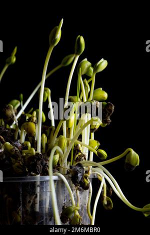 Microgreens. Gezüchtete Sojabohnen auf Schwarz Stockfoto