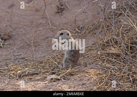 Rundschwanzhörnchen (Xerospermophilus tereticaudus) Stockfoto