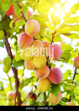 Reife rosa Aprikose auf einem Ast. Viele reife Aprikosen auf Baumzweigen. Köstliche und gesunde Ernte Stockfoto