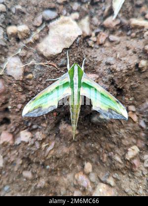 Nahaufnahme einer Falkenmotte in Grün und Gelb, auch Pergesa Acteus genannt, die auf dem Schlamm im Boden steht Stockfoto