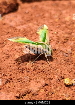 Nahaufnahme einer Falkenmotte in Grün und Gelb, auch Pergesa Acteus genannt, die auf dem Schlamm im Boden steht Stockfoto