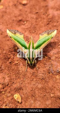 Nahaufnahme einer Falkenmotte in Grün und Gelb, auch Pergesa Acteus genannt, die auf dem Schlamm im Boden steht Stockfoto