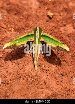 Nahaufnahme einer Falkenmotte in Grün und Gelb, auch Pergesa Acteus genannt, die auf dem Schlamm im Boden steht Stockfoto