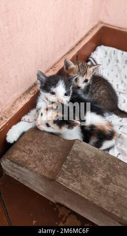 Vier niedliche neugeborene Kätzchen wachten gerade aus ihrem Nickerchen in der Katzenschachtel auf Stockfoto