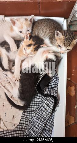 Vier niedliche neugeborene Kätzchen wachten gerade aus ihrem Nickerchen in der Katzenschachtel auf Stockfoto