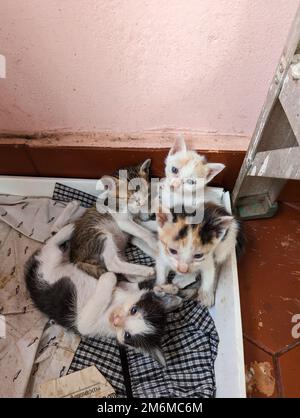 Vier niedliche neugeborene Kätzchen wachten gerade aus ihrem Nickerchen in der Katzenschachtel auf Stockfoto