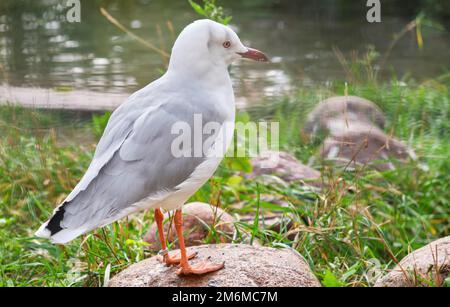Seemöwen-Großaufnahme hinter dem Boden Stockfoto