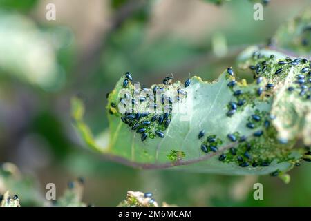 Käfer von Kohlfloh (Phyllotreta cruciferae) oder Käfer von Kruziferfloh. Beschädigte Blätter von violettem Kohlrabi (deutscher oder Cabbage Turni Stockfoto