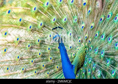Wunderschöner indischer peacockÂ, der seinen Schwanz zeigt Stockfoto