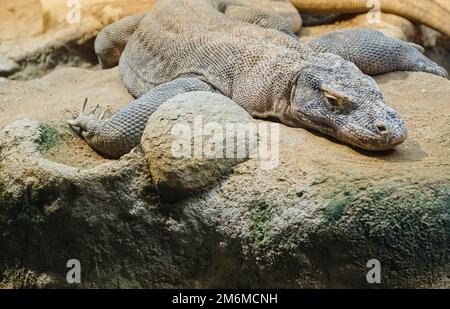 Eine Nahaufnahme eines komodo-Drachen, der auf Felsen liegt, Varanus komodoensis Stockfoto