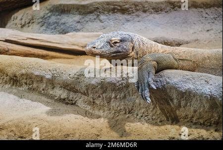 Eine Nahaufnahme eines komodo-Drachen, der auf Felsen liegt, Varanus komodoensis Stockfoto