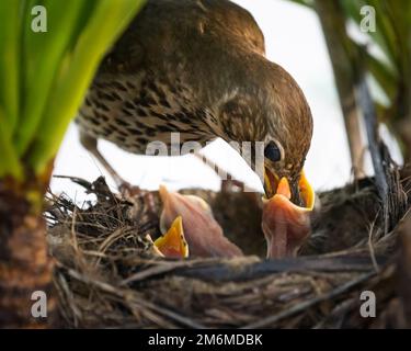 Sängerdrossel (Turdus philomelos) füttert ihre hungrigen Vögelchen im Nest. Stockfoto