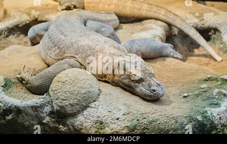 Eine Nahaufnahme eines komodo-Drachen, der auf Felsen liegt, Varanus komodoensis Stockfoto