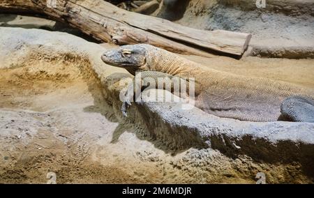 Eine Nahaufnahme eines komodo-Drachen, der auf Felsen liegt, Varanus komodoensis Stockfoto