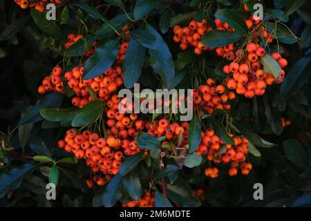 Feuerdornrot pyracantha Beeren Grün hinterlässt einen natürlichen Hintergrund für den Herbst Stockfoto