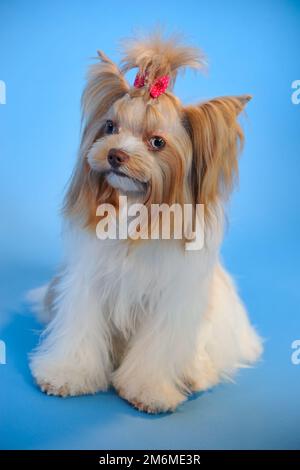 = Weißer und roter Yorkshire Terrier mit Haarschleife = Studio-Porträt eines farbigen (weiß und rot) deutschen Yorkshire Terrier mit roter Haarschleife auf blauem Backg Stockfoto