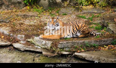 Der Tiger liegt auf dem Felsen, der sich ausruht, und schaut im Zoo nach vorne Stockfoto