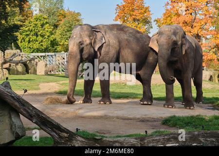 Zwei Erwachsene Familienelefanten stehen im Zoo Praha. Fütterung frisst Heu im Herbst Stockfoto