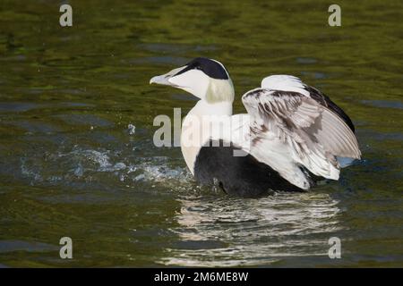 Männliche Eiderente, somateria mollissima auf dem Wasser, das seine Flügel flattert Stockfoto