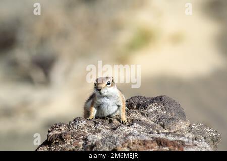 Ein altes Eichhörnchen auf der Insel Fuerteventura. Stockfoto