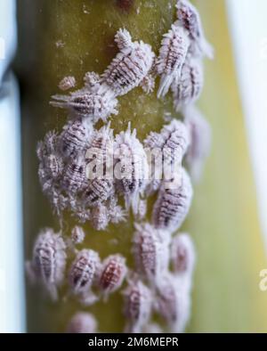 Schädling Mealybug, Makro - Nahaufnahme, Mealybug und Ameise an einer Pflanze. Stockfoto