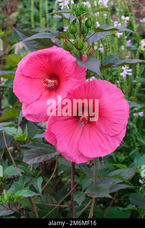 Hibiscus moscheutos Planet Griotte Tangri, Swamp Rose Mallow Tangri, lebendige rosa Blumen Stockfoto