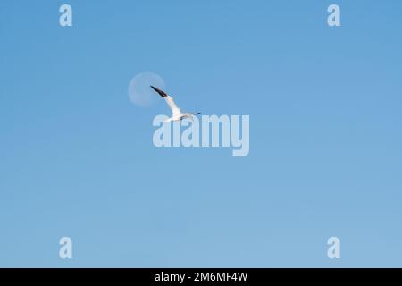 nördlicher Gannet, Morus bassanus, fliegt nahe der Küste von Tarragona, Vollmond im Hintergrund, Katalonien, Spanien Stockfoto