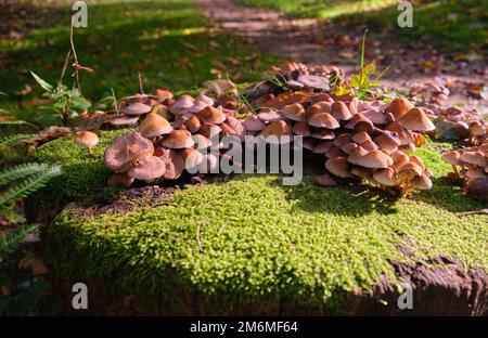 Aus nächster Nähe wachsen Pilze, die in einem Wald wild wachsen Stockfoto
