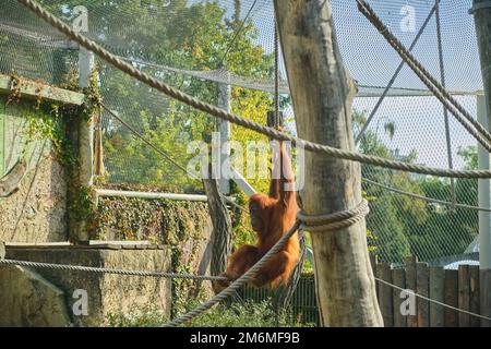 Orang-Utan schwingt am Seil in einer lustigen Pose im Zoo von Praha Stockfoto