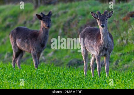Schwarzhirsche-Mäuse im Frühling Stockfoto